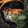 Fiskars Erntekorb Plus mit Gemüse, Radieschen, Karotten und Gartenschere. Schwarz-orange.