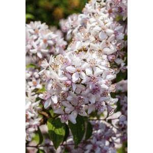 Nahaufnahme des rosa blühenden OBI Sternchenstrauchs 'Strawberry Field'.