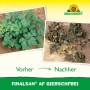 Finalsan AF Giersch-Frei: Vorher-Nachher-Vergleich der Unkrautbekämpfung im Beet.