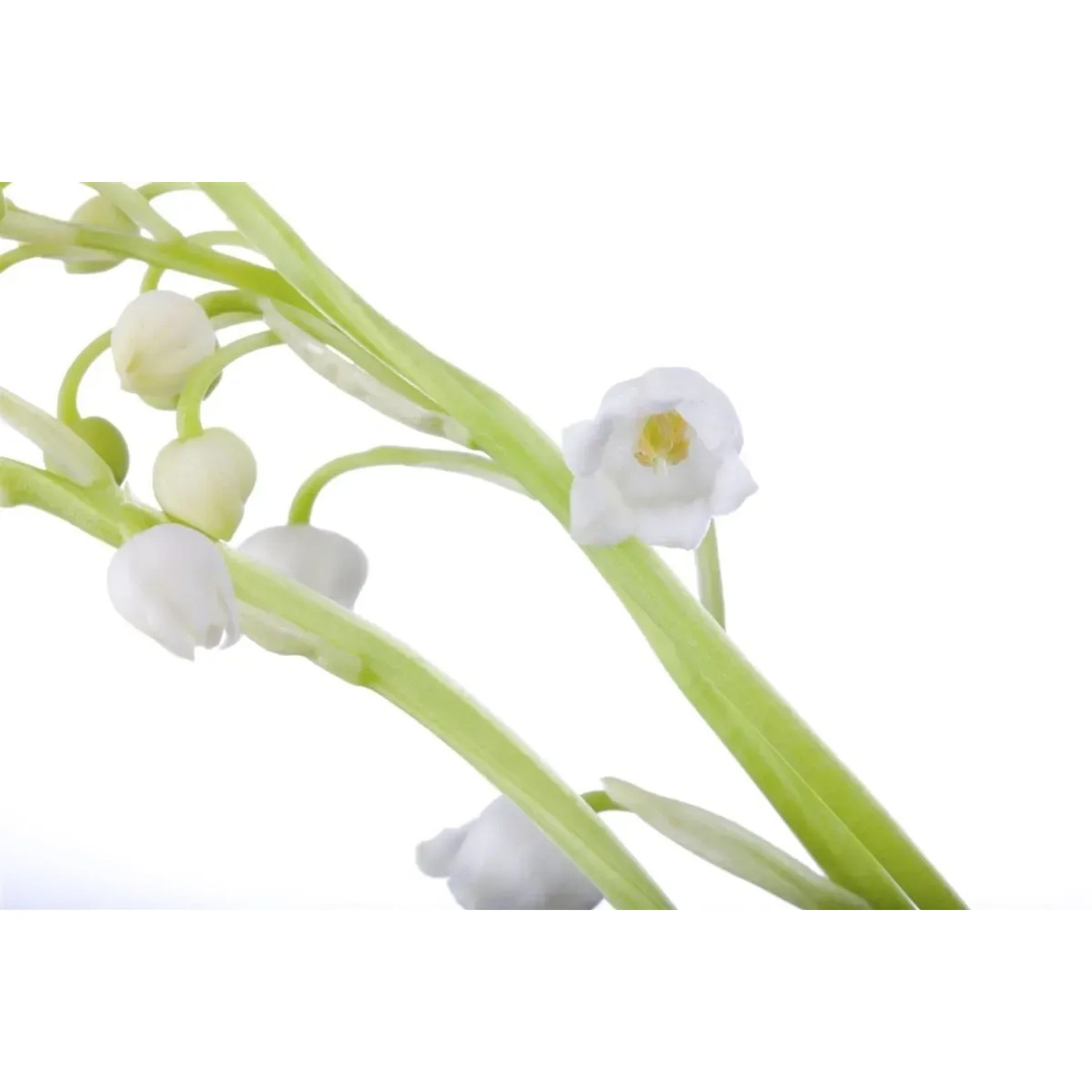Nahaufnahme: Weißes Maiglöckchen (Convallaria Majalis) mit grünen Stielen. Bodendecker für den Garten.