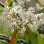 Nahaufnahme der weißen Blüten der Glanzmispel Carre Rouge (Photinia fraseri).