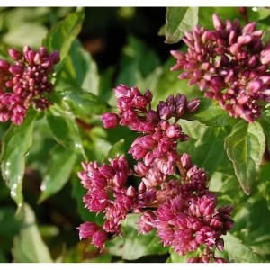 Nahaufnahme des gefüllten Wasserdosts (Eupatorium cannabinum) mit rosa Blütenständen.