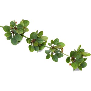 Dennerle Aquariumpflanze Echinodorus Cordifolius Harbich Rot mit runden, grünen Blättern.