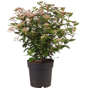 Mittelmeer-Schneeball 'Spirit' im Topf, ca. 40-50 cm hoch, mit rosa Blütenknospen und grünen Blättern.
