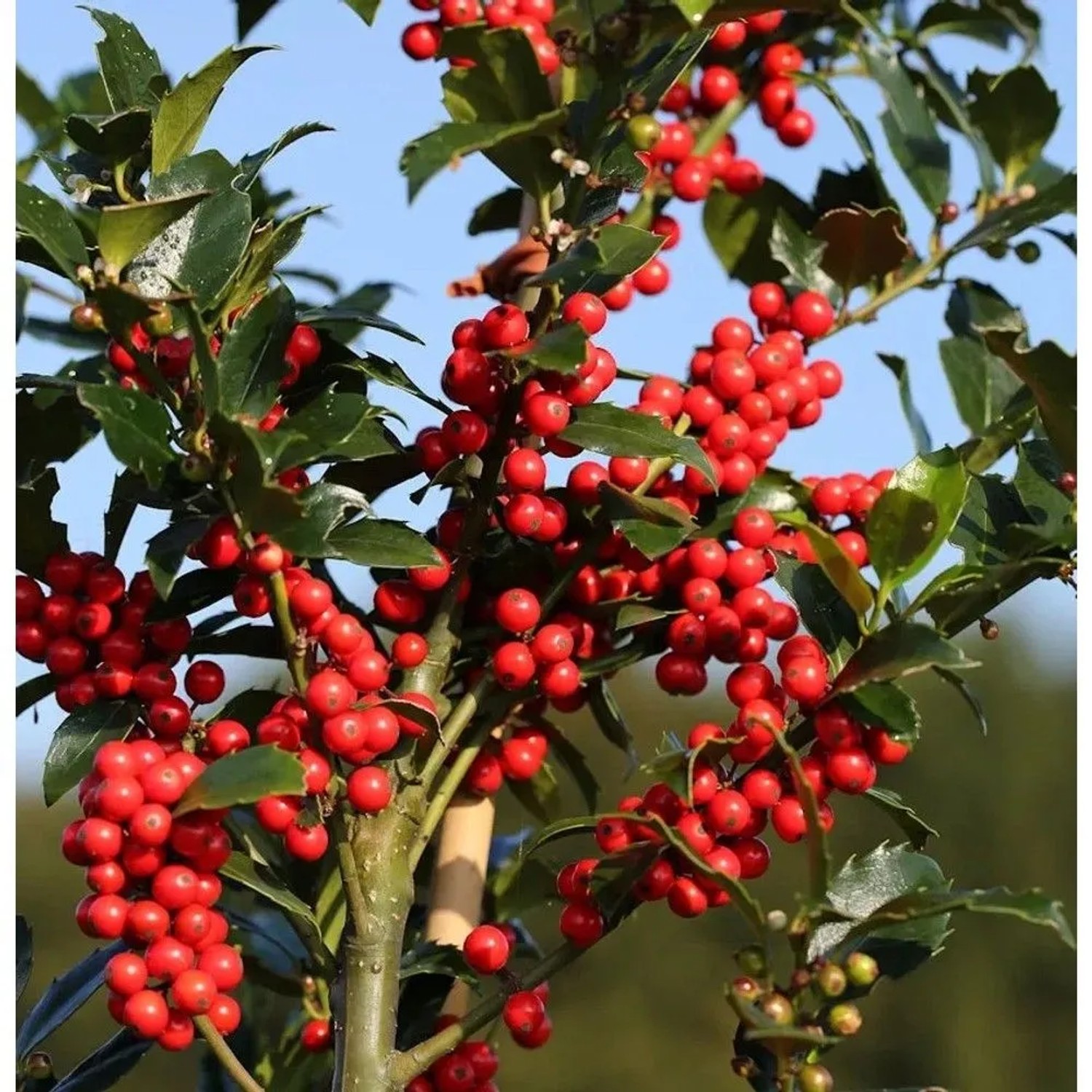 Stechpalme Ilex Blue Maid 40-50cm - ilex meserveae