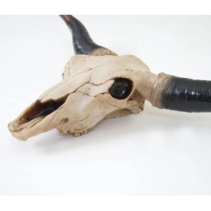 Deko Schädel A14 Longhorn, detailreiche Deko-Figur für Wandmontage.