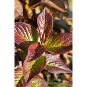 Nahaufnahme der feuerroten Blätter der Weigelie Florida Wings Of Fire. Strauch mit intensivem Farbwechsel.