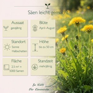 Gelbe Löwenzahnblüten und Infografik zu Aussaat, Standort und Pflege der Taraxacum Officinale Samen.