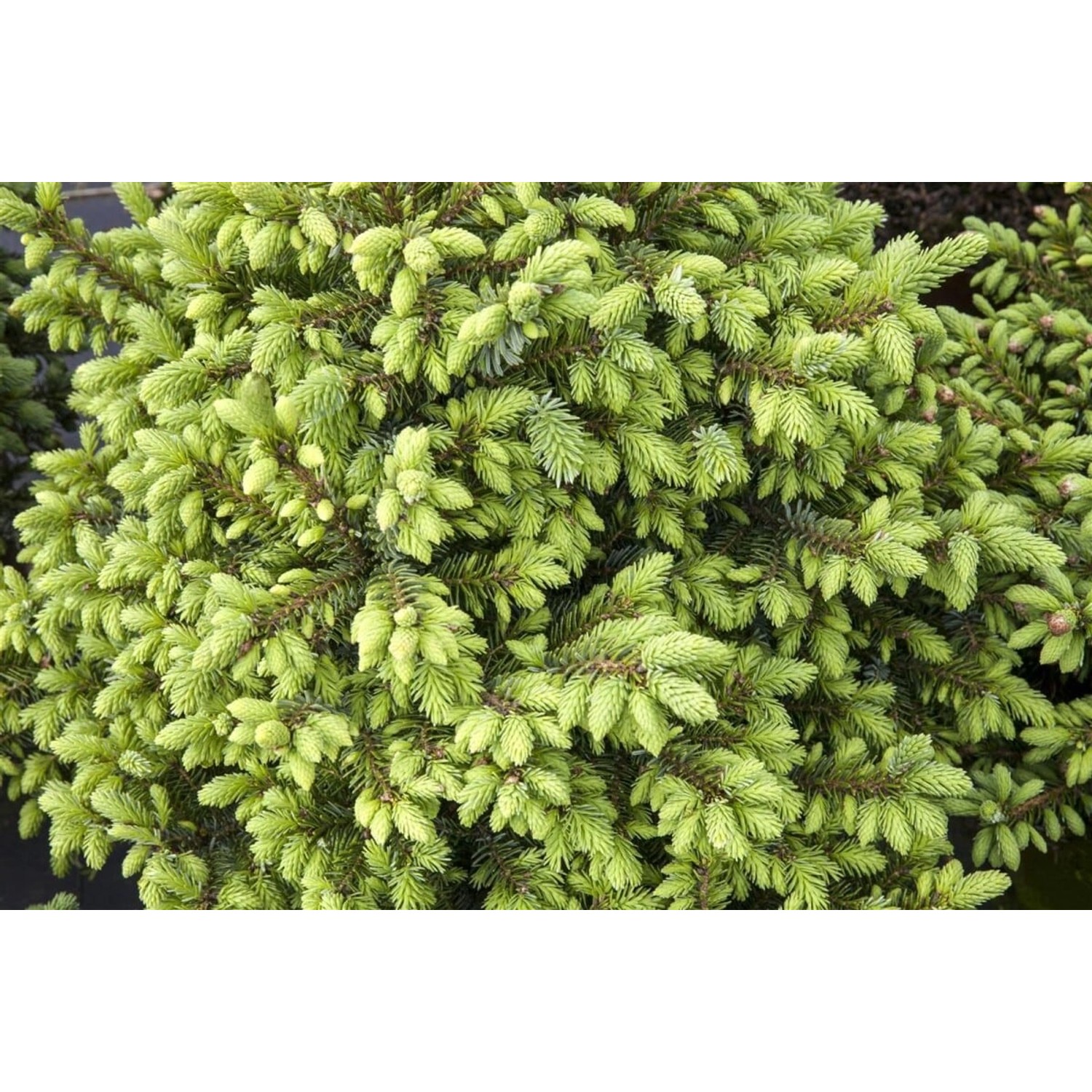 Picea Omorika Nana Serbische Fichte Kompakt 70–80 cm günstig online kaufen
