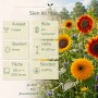 Bunte LaCaTho Sonnenblumen Mischung mit gelben, orangen Blüten und Infografik zu Aussaat, Blütezeit, Höhe, Standort.