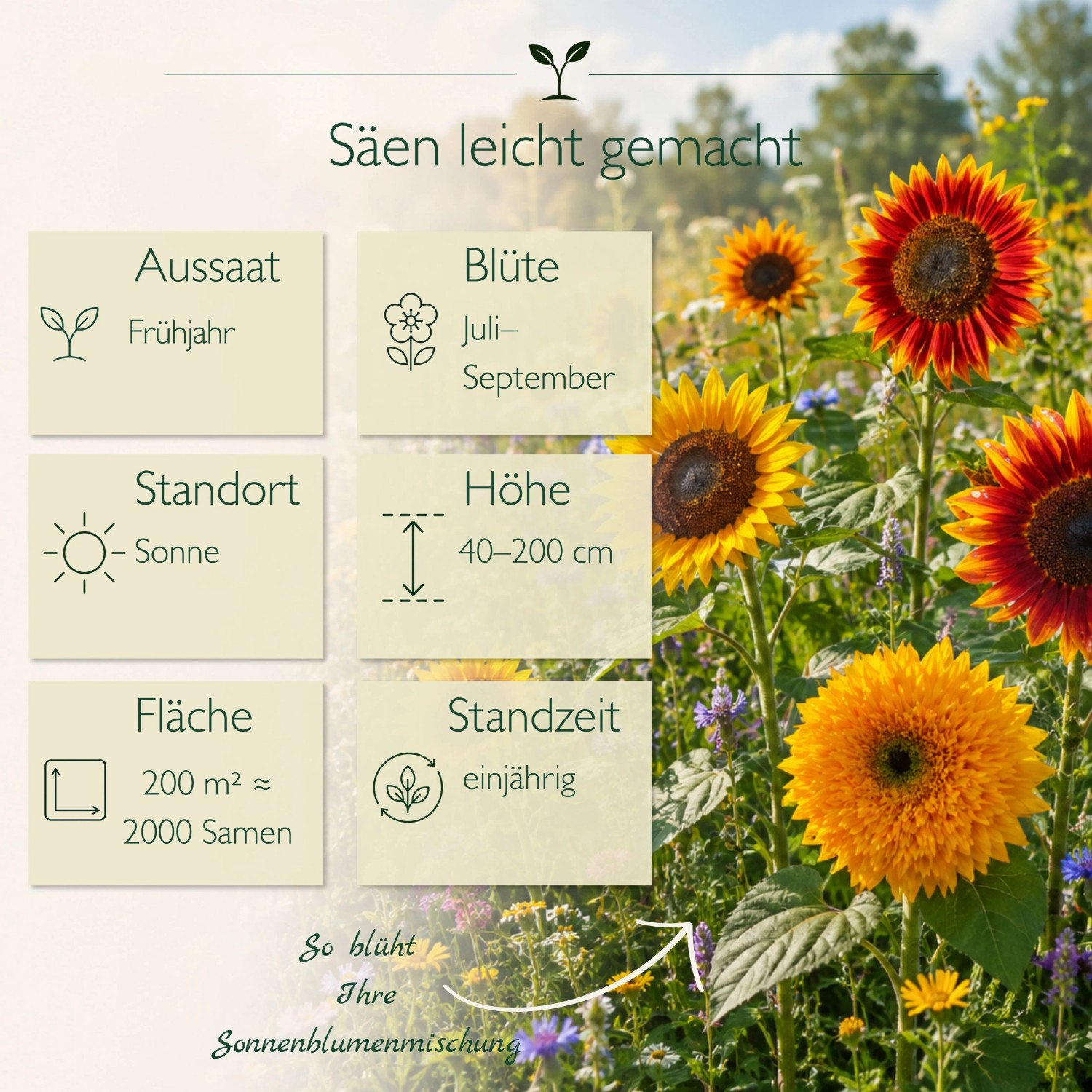 Bunte LaCaTho Sonnenblumen Mischung mit gelben, orangen Blüten und Infografik zu Aussaat, Blütezeit, Höhe, Standort.