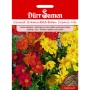 Dürr Samen Cosmea Cosmic Mix: Einjährige Blumensamen in Gelb, Rot und Orange.