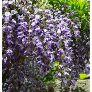 Blühender Blauregen (Wisteria floribunda) mit violetten Blüten als Strauch.