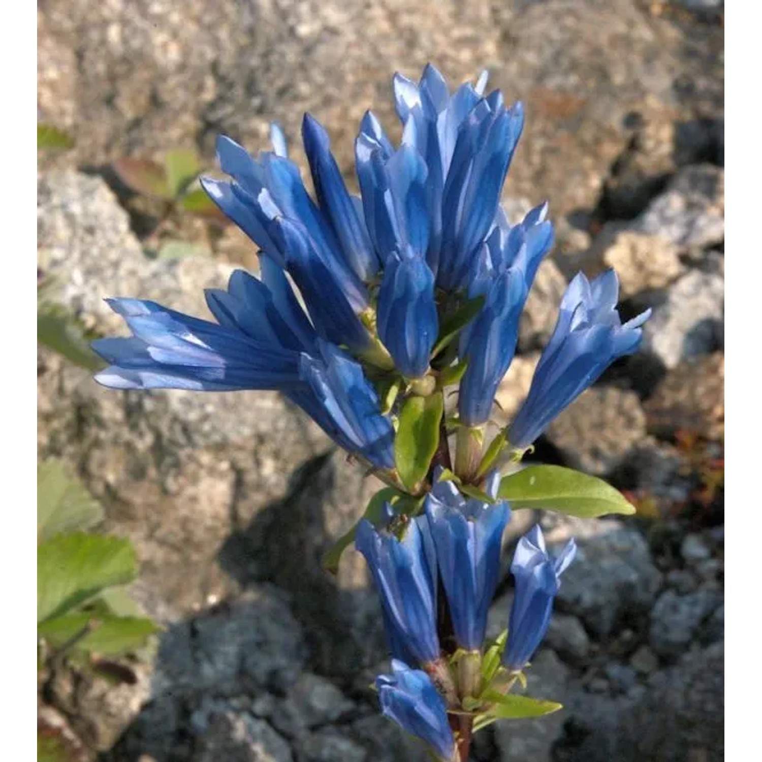 Japanischer Enzian - Gentiana triflora
