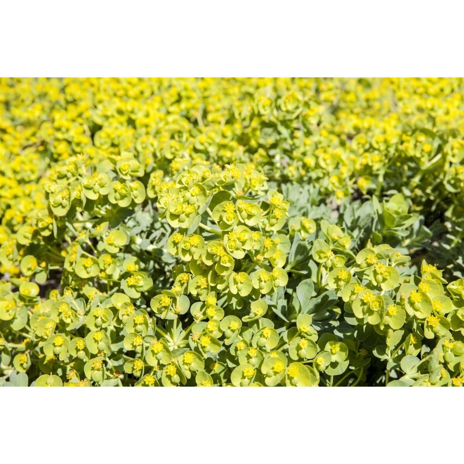 Eriophyllum Lanatum Wolliges Sonnenauge Ca. 9x9 cm Topf günstig online kaufen