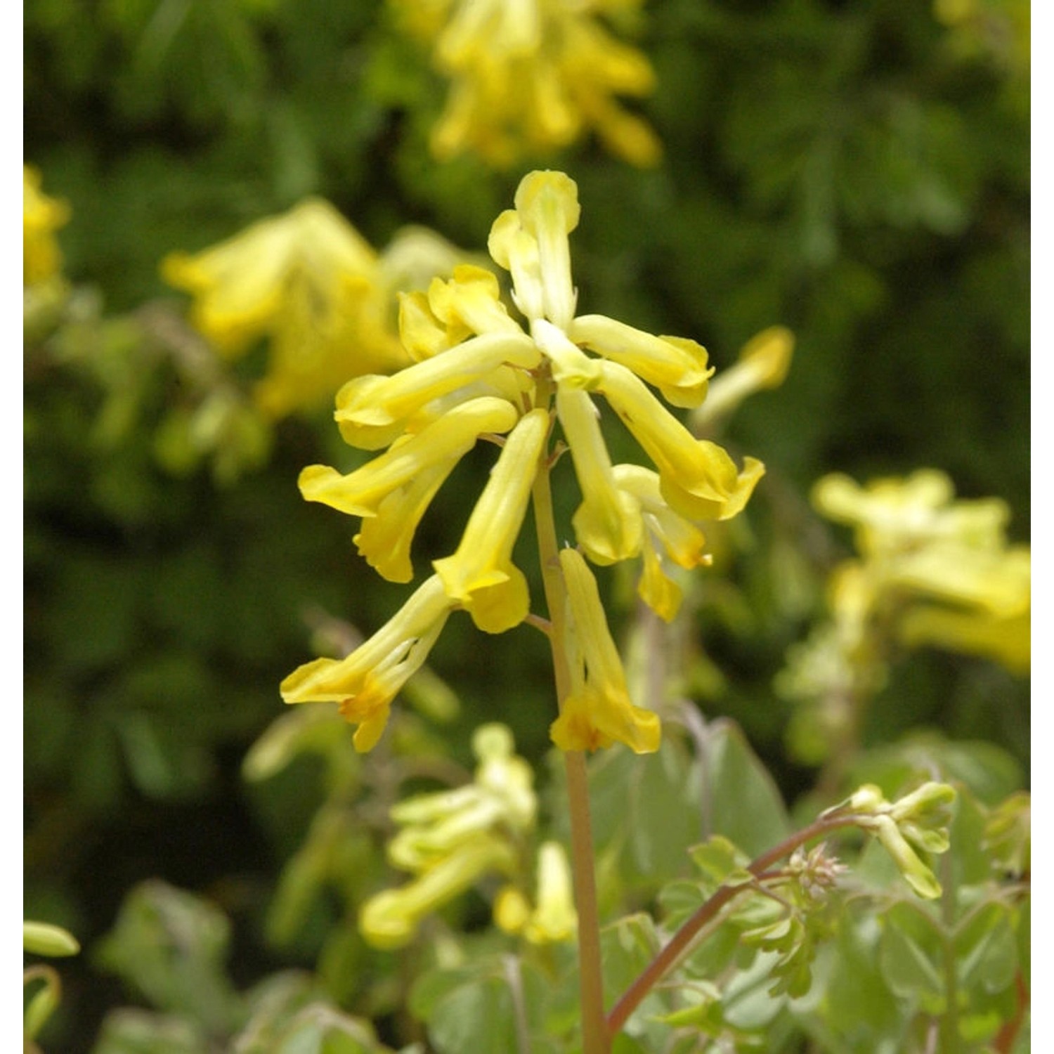 Sibirischer Lerchensporn - Corydalis nobilis günstig online kaufen