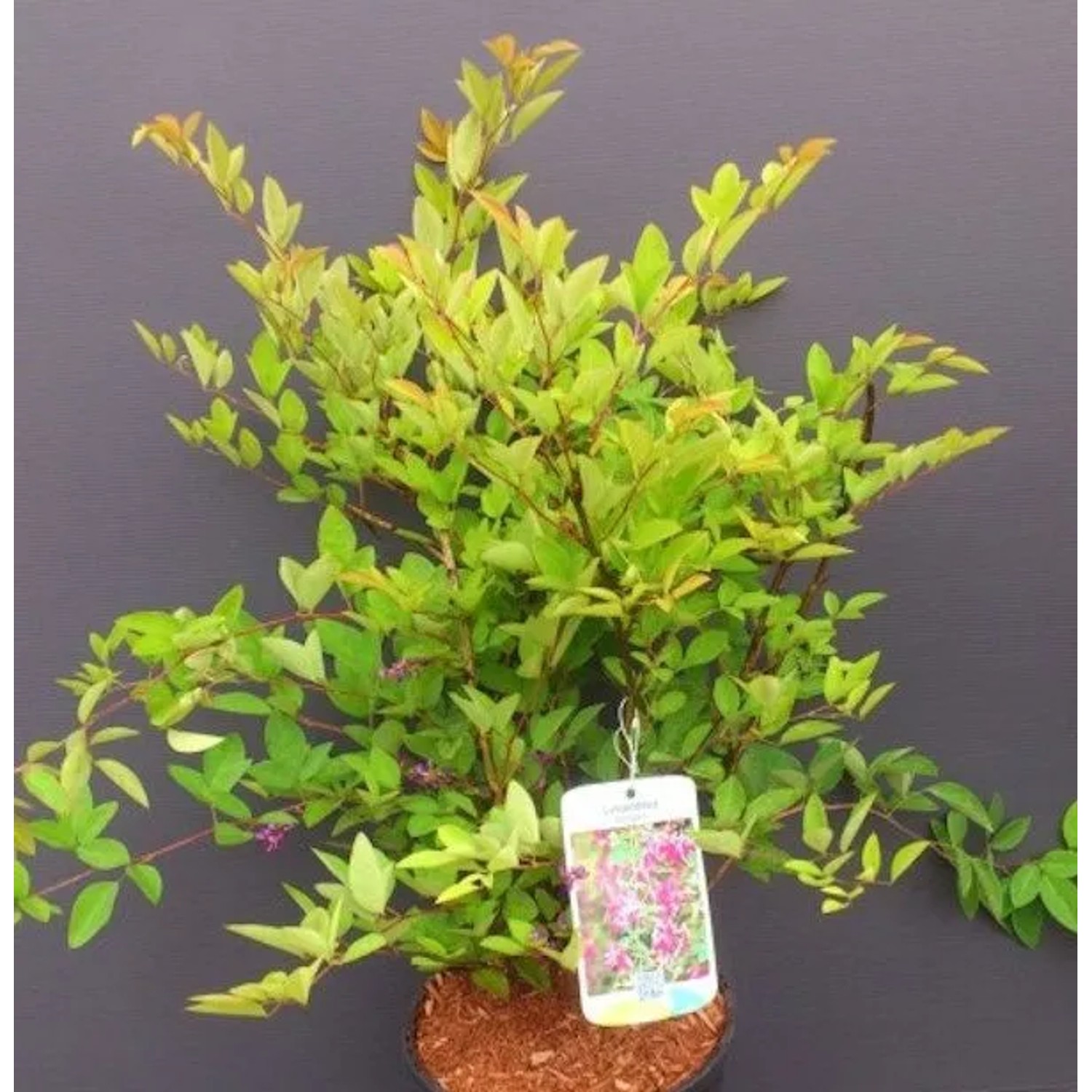 Japanischer Buschklee 30-40cm - Lespedeza buergeri