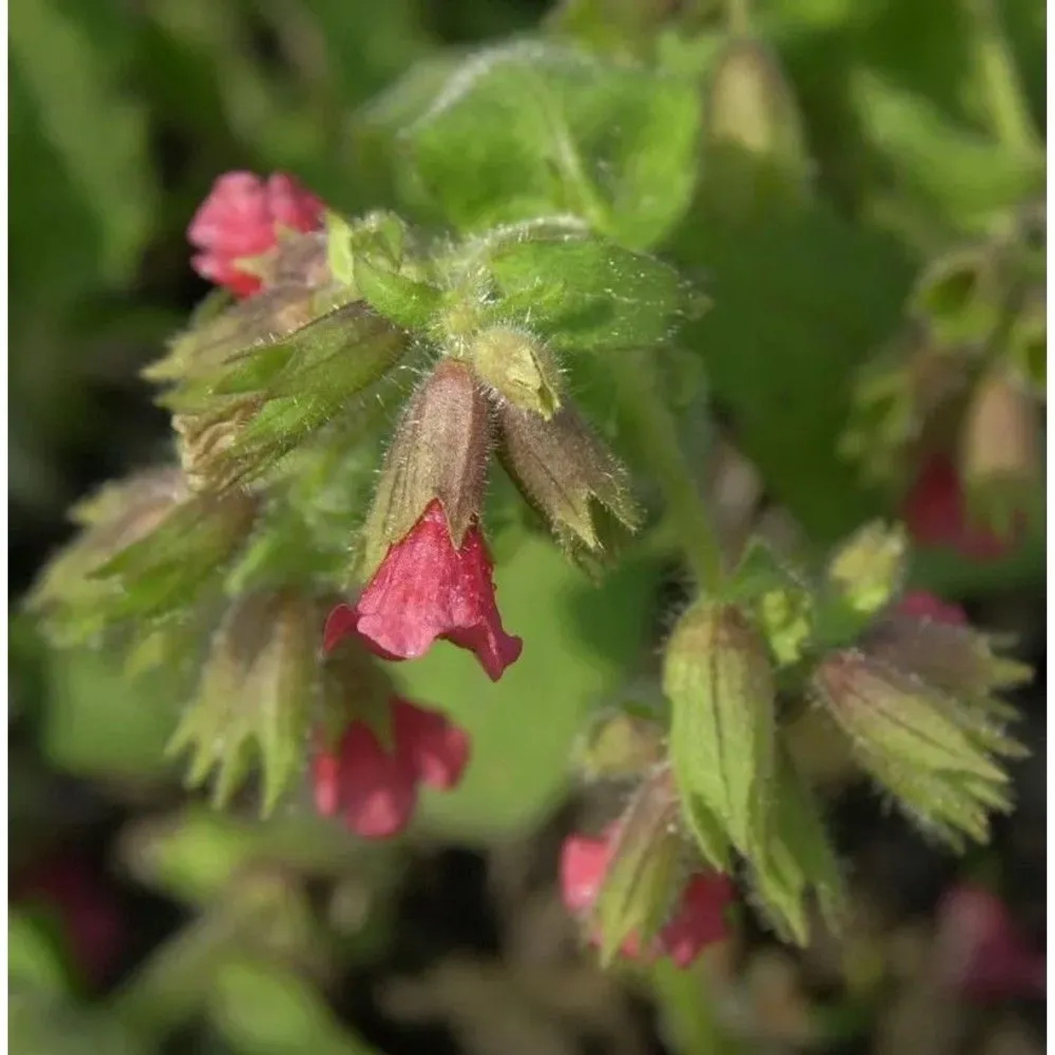 Lungenkraut Raspberry Splash - Pulmonaria saccharata