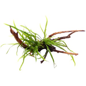 Dennerle Aquariumpflanze Microsorum Pteropus Trident auf Wurzel, filigrane Unterwasserpflanze.