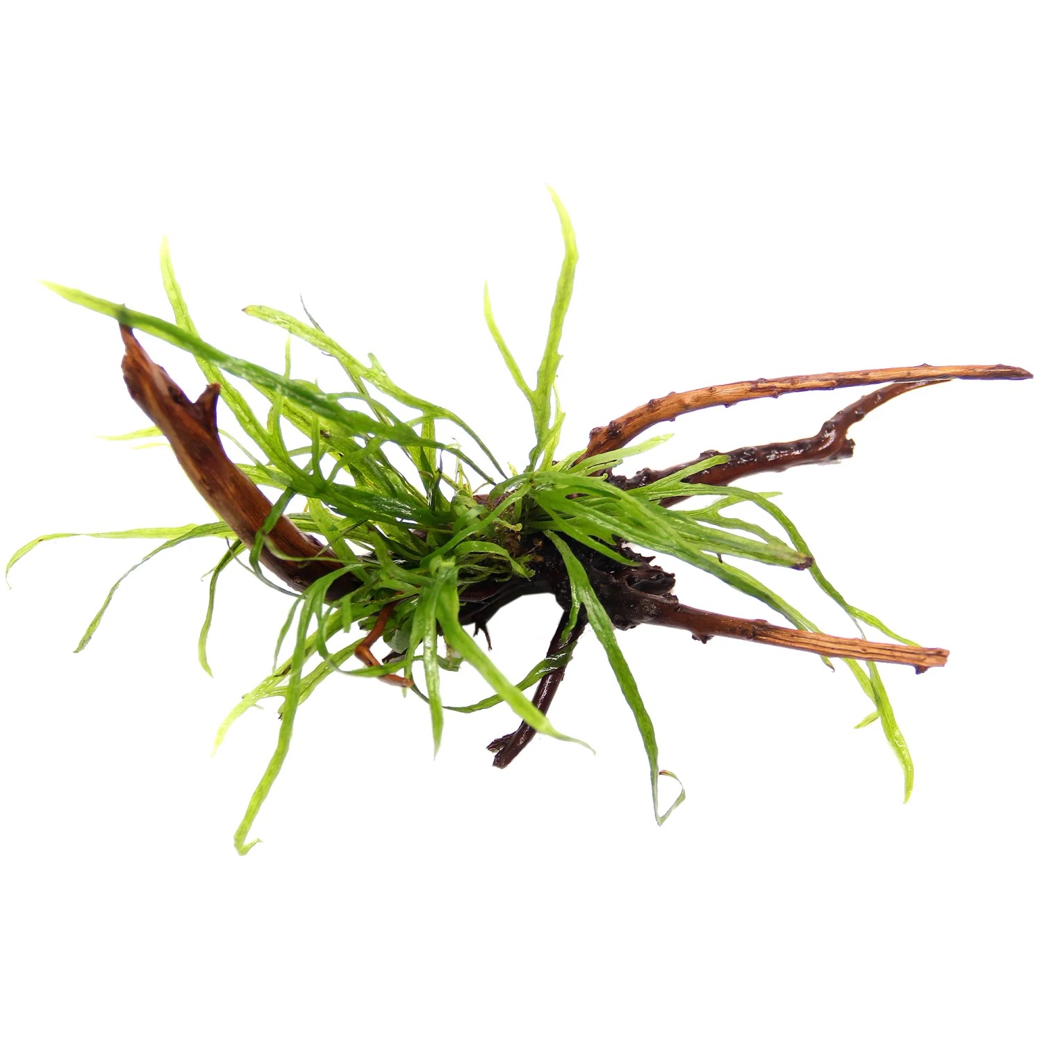 Dennerle Plants Aquariumpflanze Mircosorum Pteropus Trident