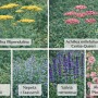 Sonnenbeet Themenset: 18 Stauden für trockene, sonnige Standorte mit Schafgarbe, Salbei, Katzenminze und Stockrosen.