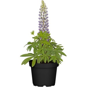 Blau blühende Lupine im Topf, ca. 13 cm Ø. Sommerblühende Staude für sonnige Standorte.