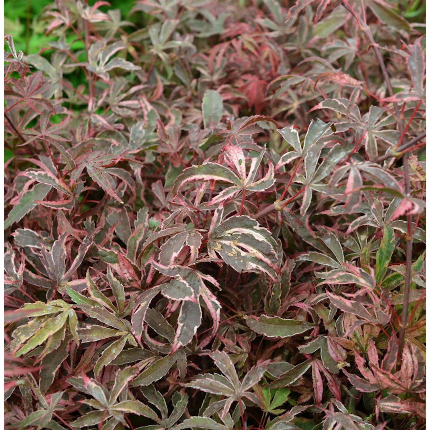 Hochstamm Fächerahorn Pink Passion 80-100cm - Acer palmatum günstig online kaufen