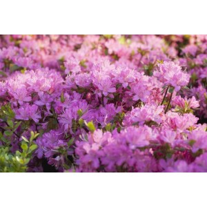 Nahaufnahme des Rhododendron Obt. Diamant Rosa mit zarten rosa Blüten.