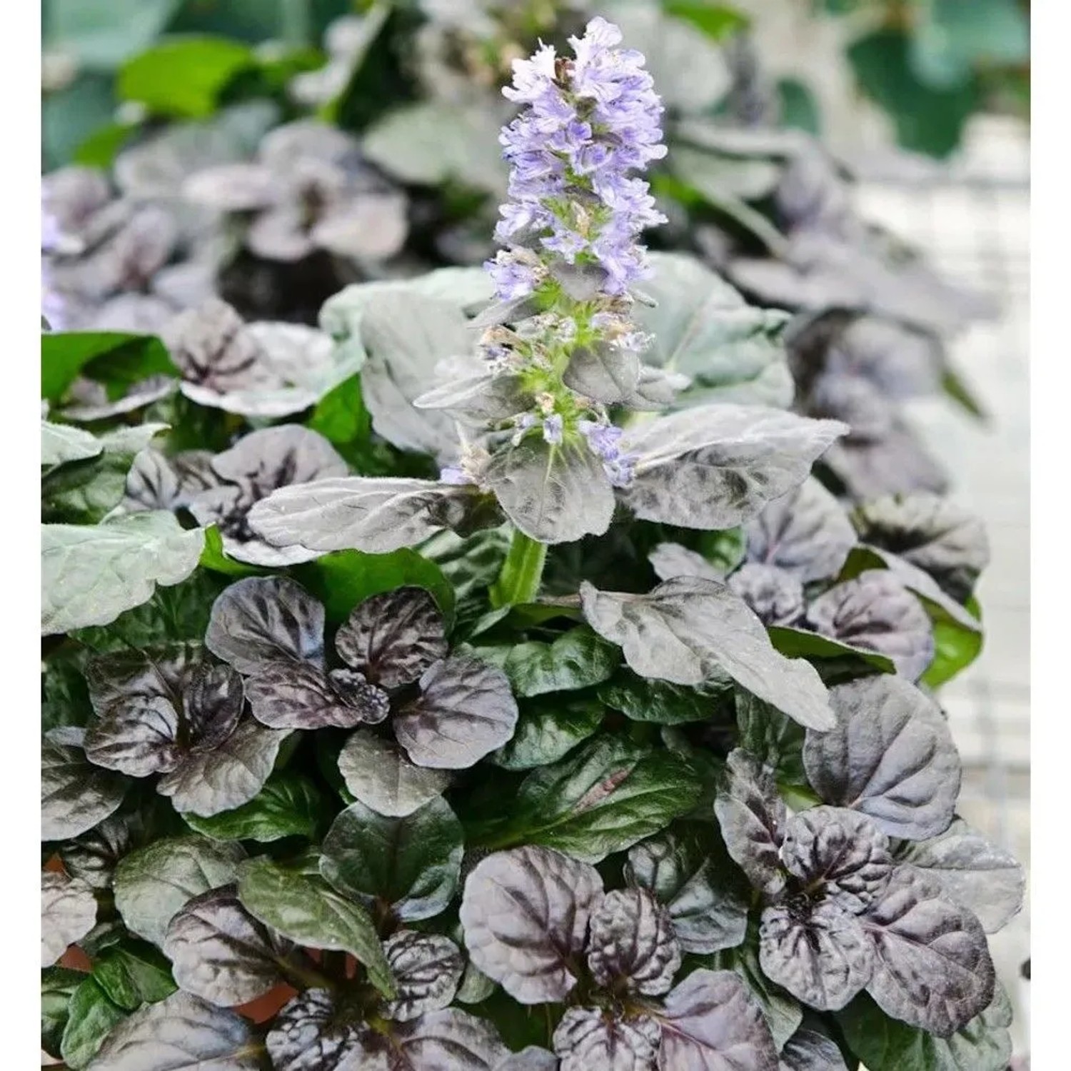 Günsel Chocolate Black Scallop - Ajuga reptans