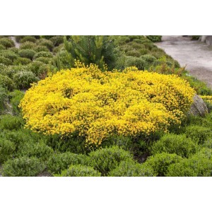 Gelb blühender Cytisus Beanii Ginster (30–40 cm) im Gartenbeet.