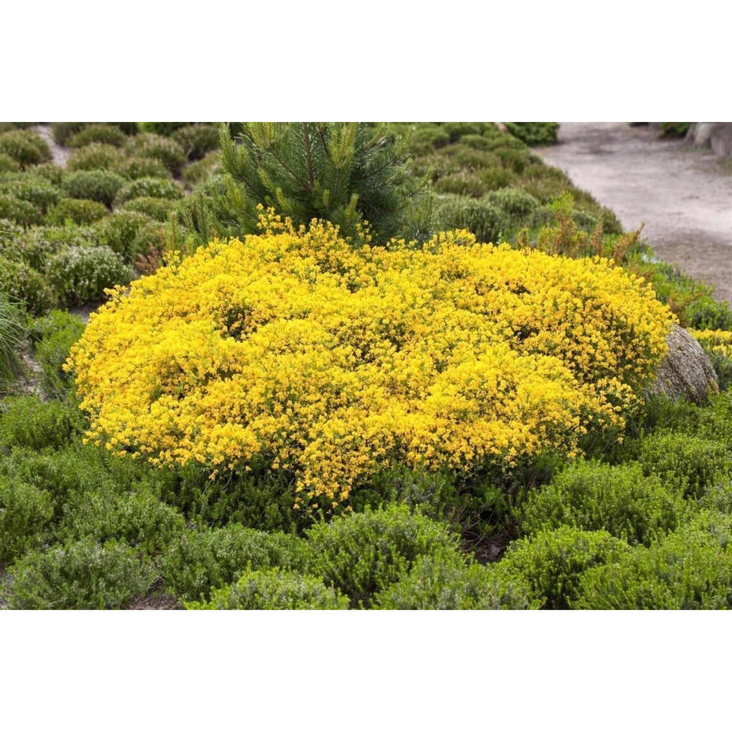 Cytisus Beanii Ginster Gelb 30–40 cm günstig online kaufen