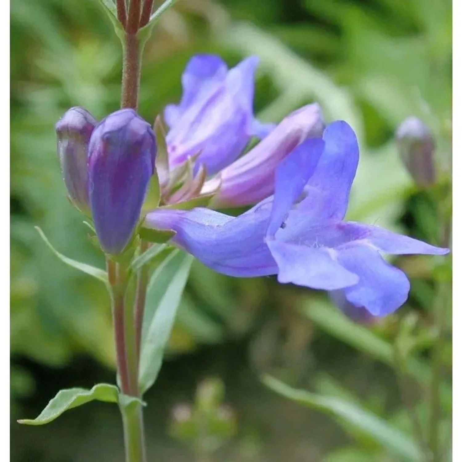 Großblütiger Bartfaden Catherine de,a Mere - Penstemon scouleri