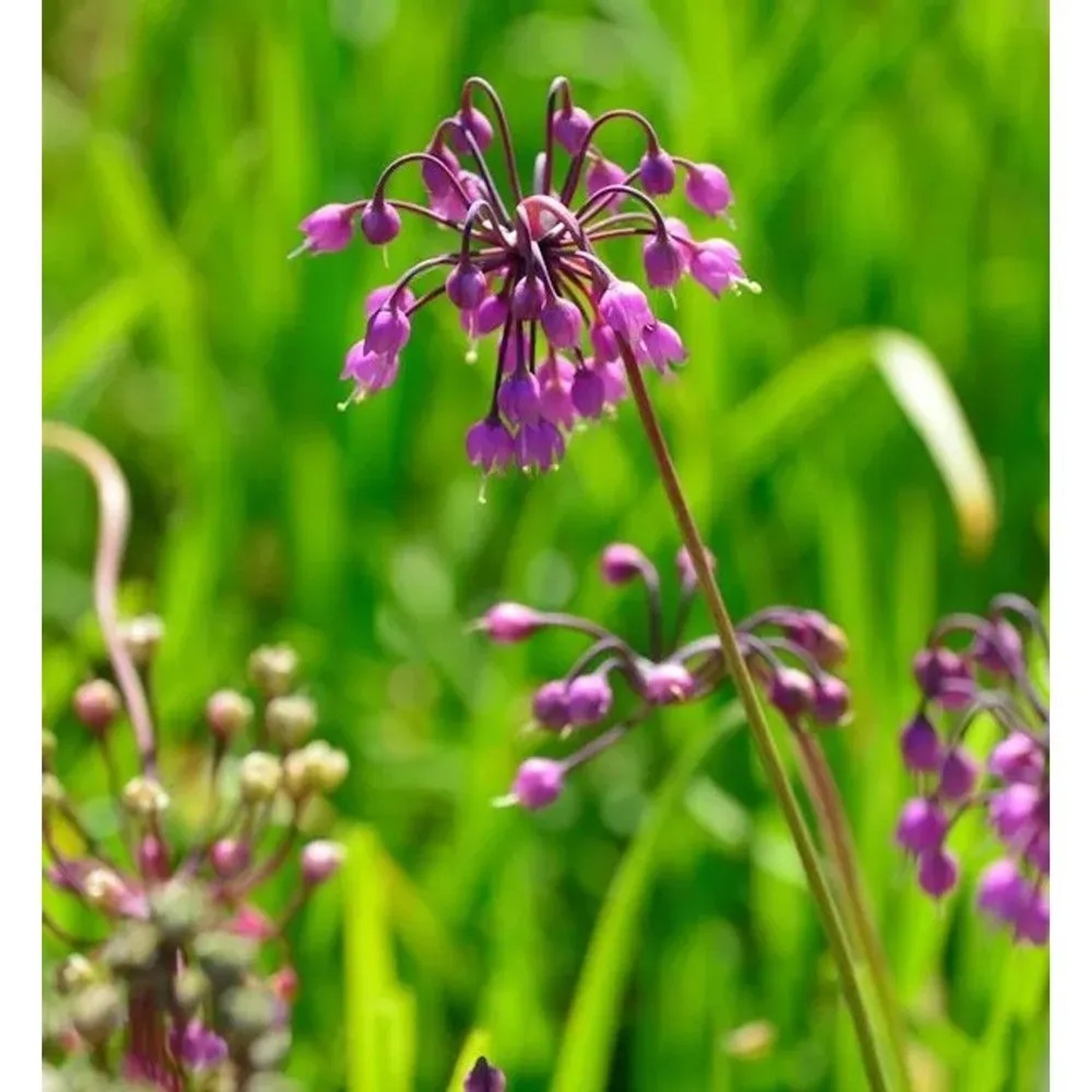 Zierlauch Hidcote - Allium cernuum