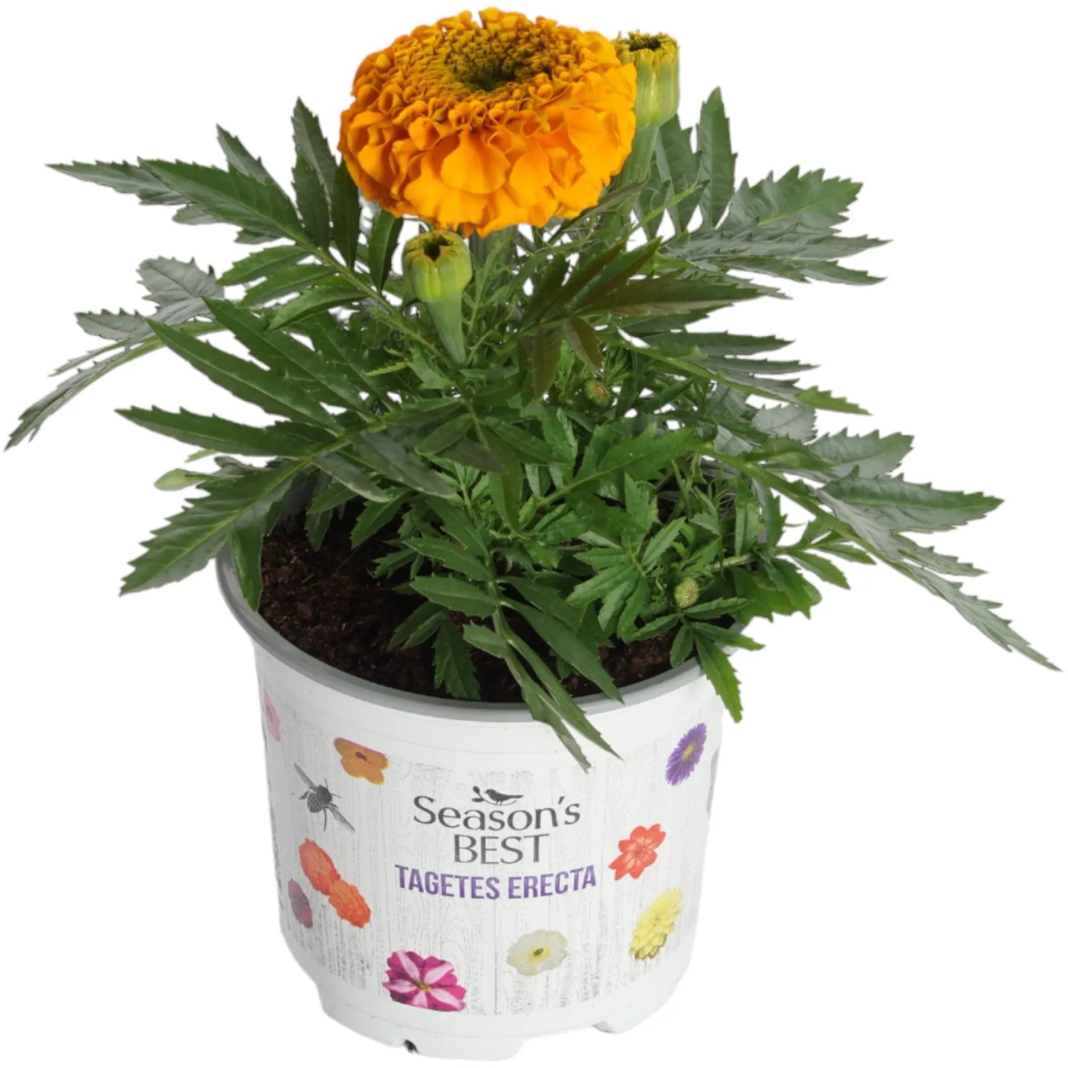 Tagetes Erecta Topf-Ø ca. 10,5 cm