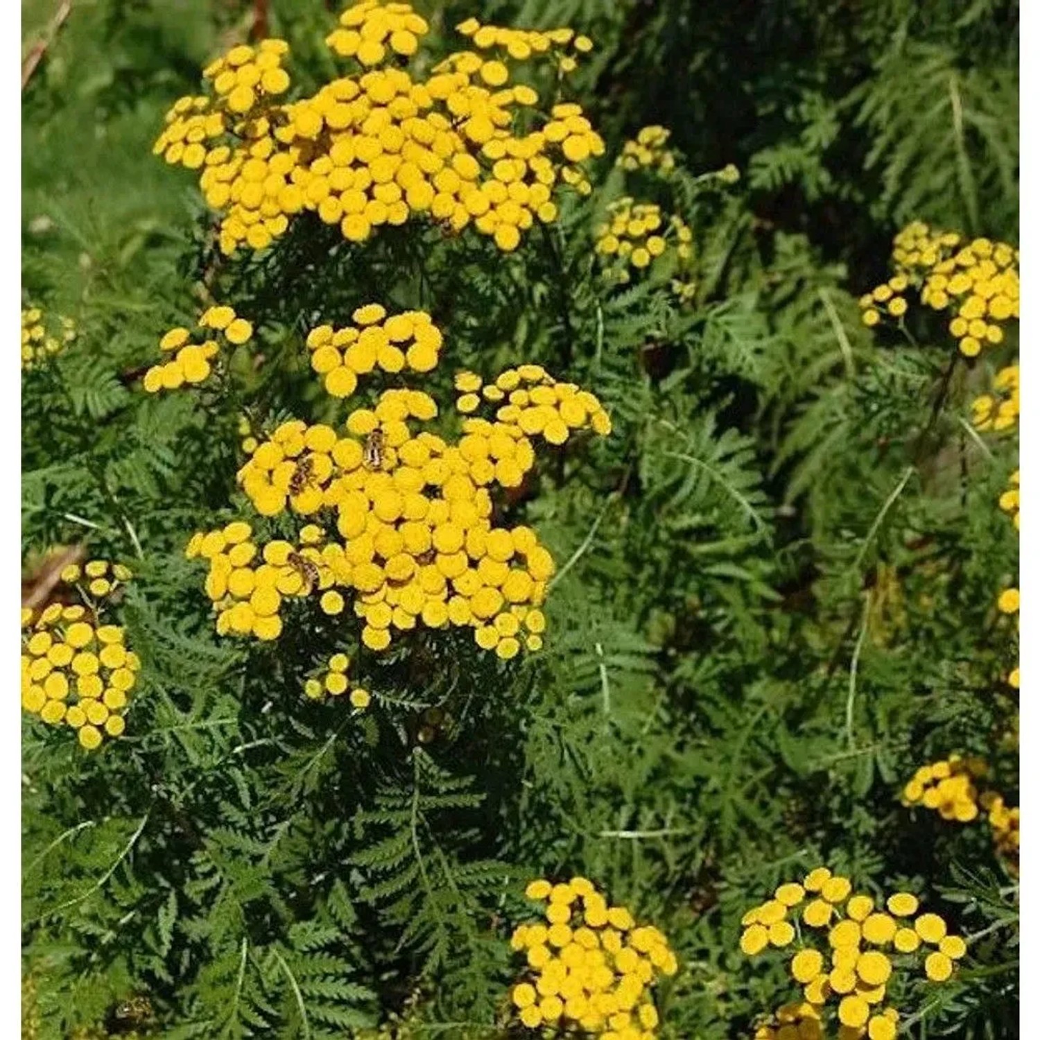 Wurmkraut - Tanacetum vulgare