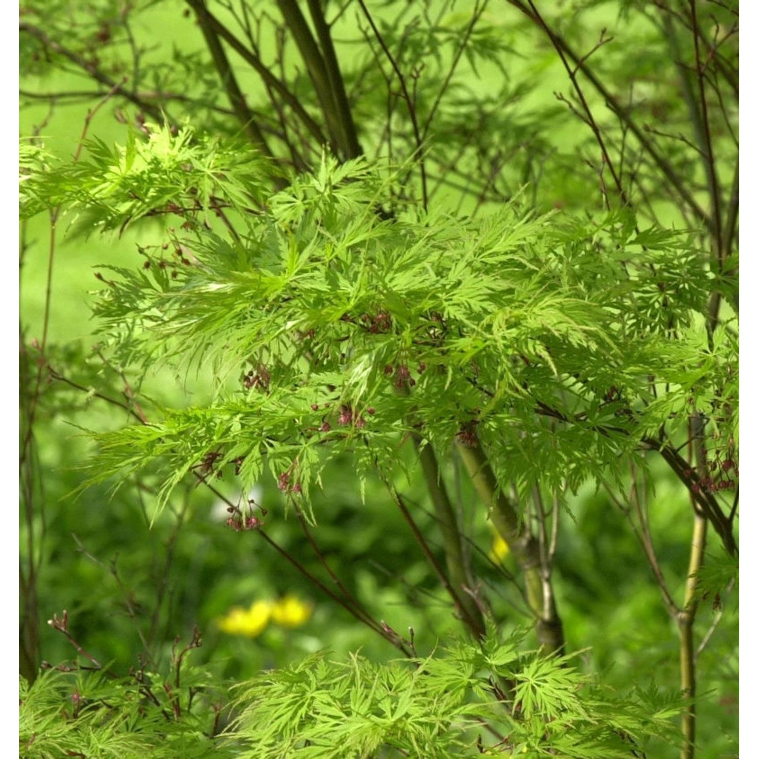 Geschlitztblättriger Fächer Ahorn Seiryu 125-150cm - Acer palmatum günstig online kaufen