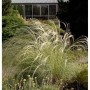 Peruanisches Federgras (Stipa ichu) im Garten, lange, überhängende Blütenähren.
