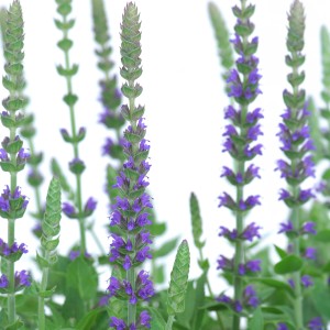 Ziersalbei Violett im Topf, eine blühende Staude für Beet und Garten.