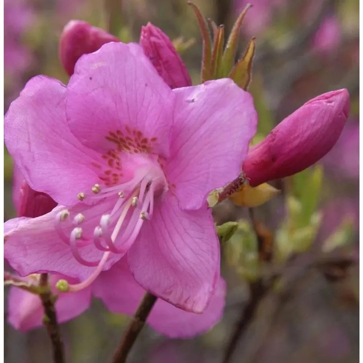 Rhododendron albrechtii 40-50cm