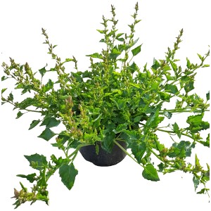 Hängepolster-Glockenblume Violett im 9 cm Topf, ideal für Kübel und als Zimmerpflanze.