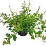 Hängepolster-Glockenblume Violett im 9 cm Topf, ideal für Kübel und als Zimmerpflanze.