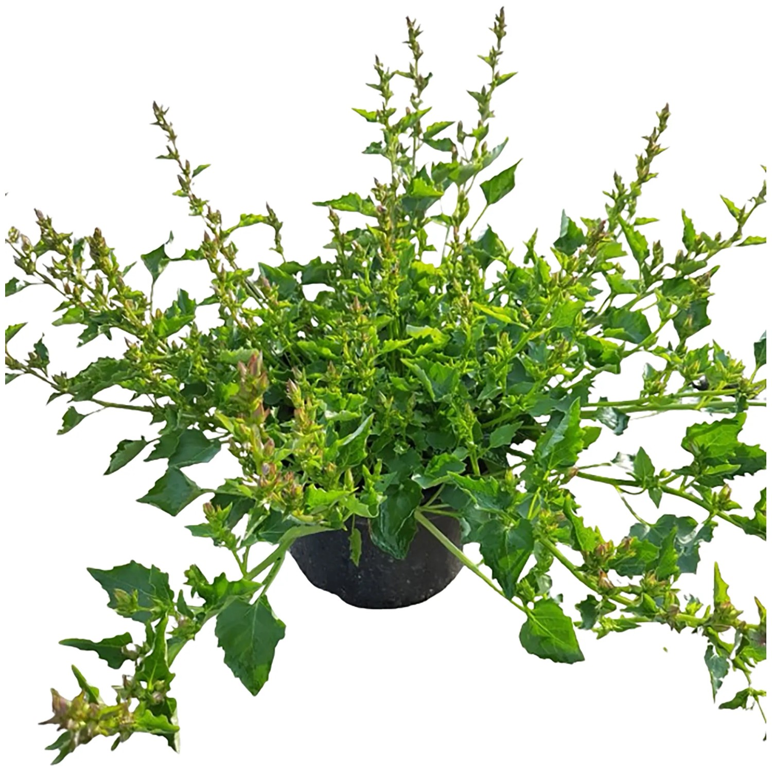 Hängepolster-Glockenblume Violett im 9 cm Topf, ideal für Kübel und als Zimmerpflanze.