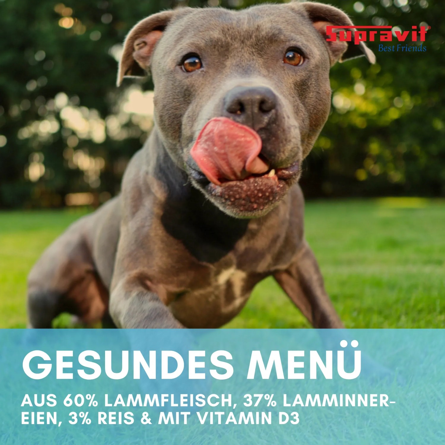 Supravit Nassfutter für Hunde mit Lamm und Reis_4