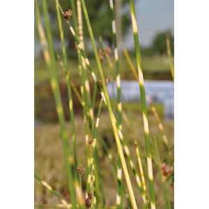 Gestreifte Zebra-Binse (Scirpus Zebrinus) im 9x9 cm Topf. Dekorative Wasserpflanze mit grün-cremeweißen Halmen.