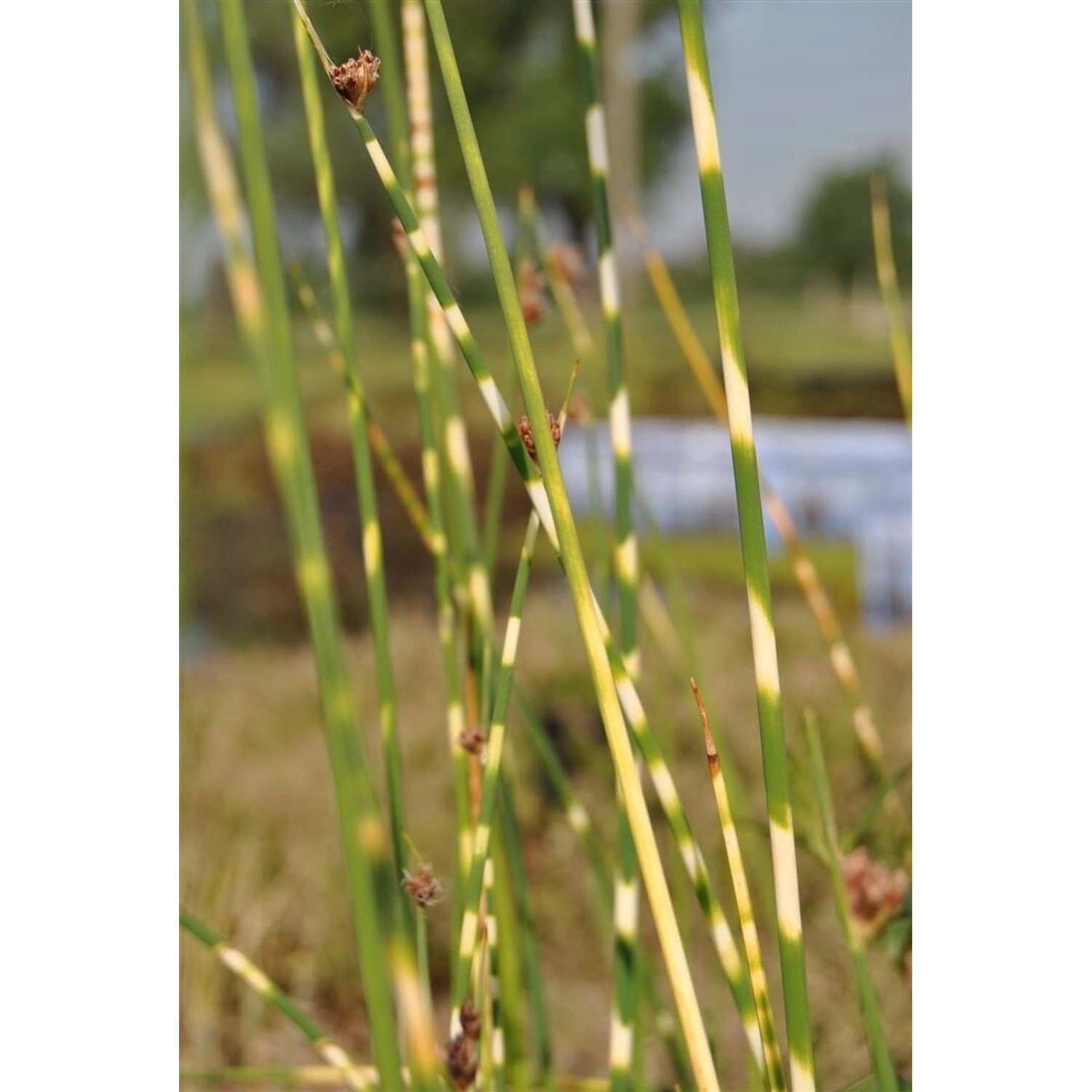 Scirpus Lacustris Tabernaemont. Zebrinus Gestreift Ca. 9x9 cm Topf günstig online kaufen
