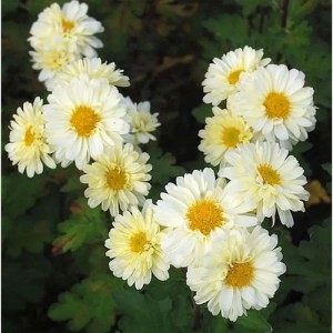 Herbstaster Poesie (Chrysanthemum hortorum) mit weißen Blüten und gelber Mitte.
