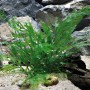 Dennerle Bolbitis Heudelotii Aquariumpflanze im Aquarium mit Steinen und Wurzelholz.