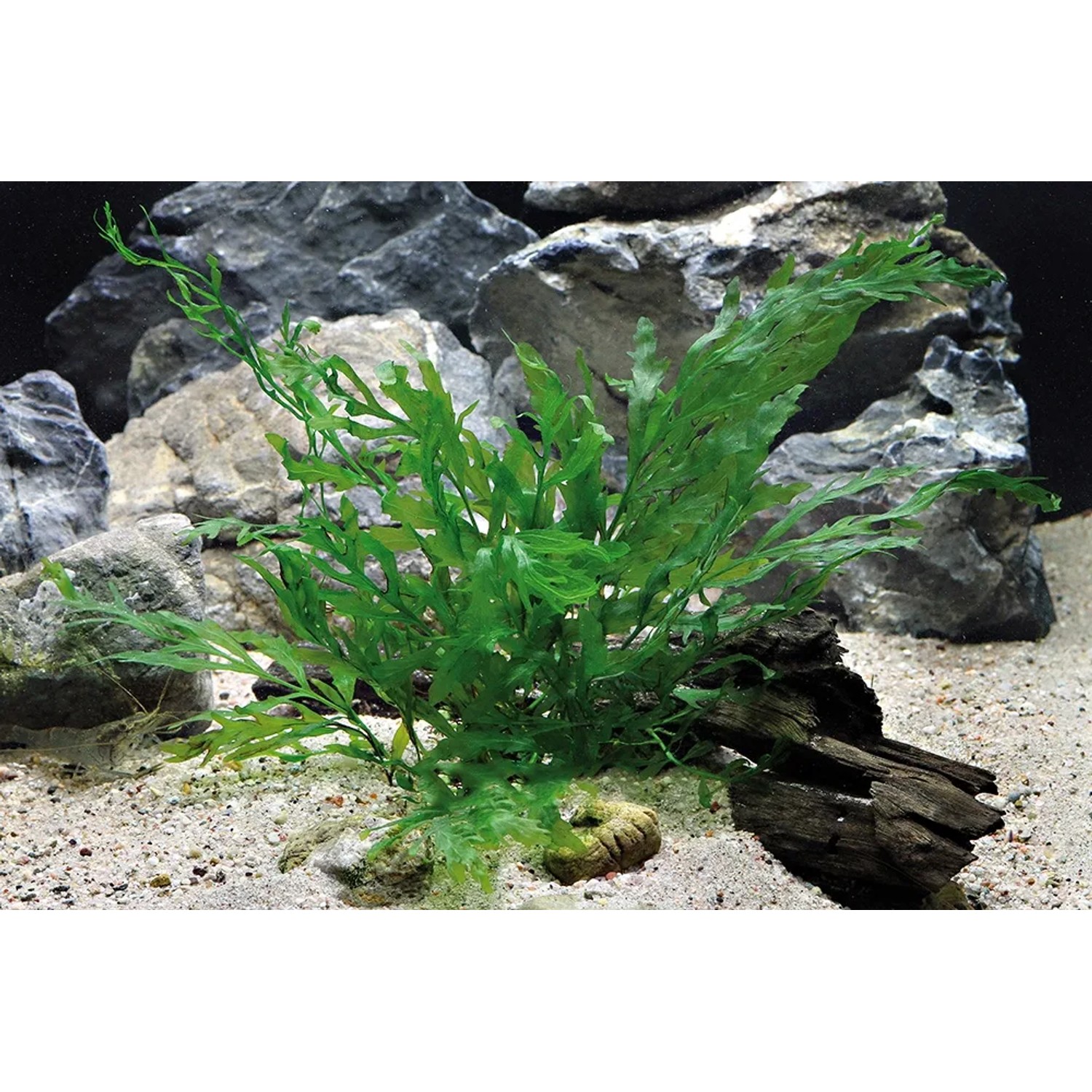 Dennerle Bolbitis Heudelotii Aquariumpflanze im Aquarium mit Steinen und Wurzelholz.