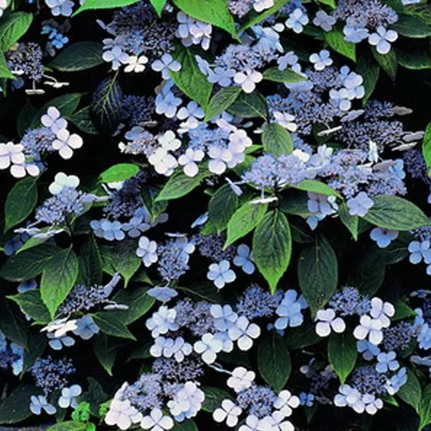 Tellerhortensie 'Bluebird' Hydrangea serrata 25 bis 30 cm im Container Doldenblüten