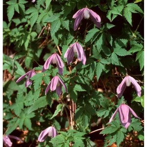 Waldrebe 'Propertius' (Clematis koreana) mit rosafarbenen, glockenförmigen Blüten und grünen Blättern.